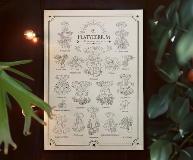 A2 Platycerium fabric poster (Staghorn fern) - Shop