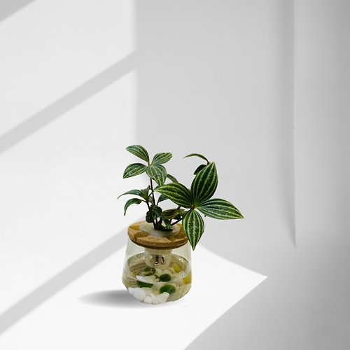 蕨美植栽 現貨 蕨美植栽 室內網美植栽辦公室水耕植栽-植物+弧形透明玻璃瓶