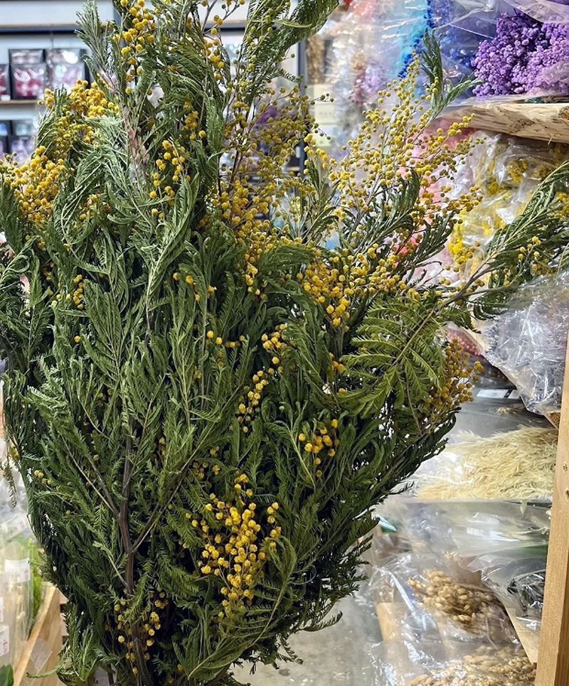 HUA禮秘密優雅的愛乾燥金合歡 - 乾燥花/永生花 - 植物．花 