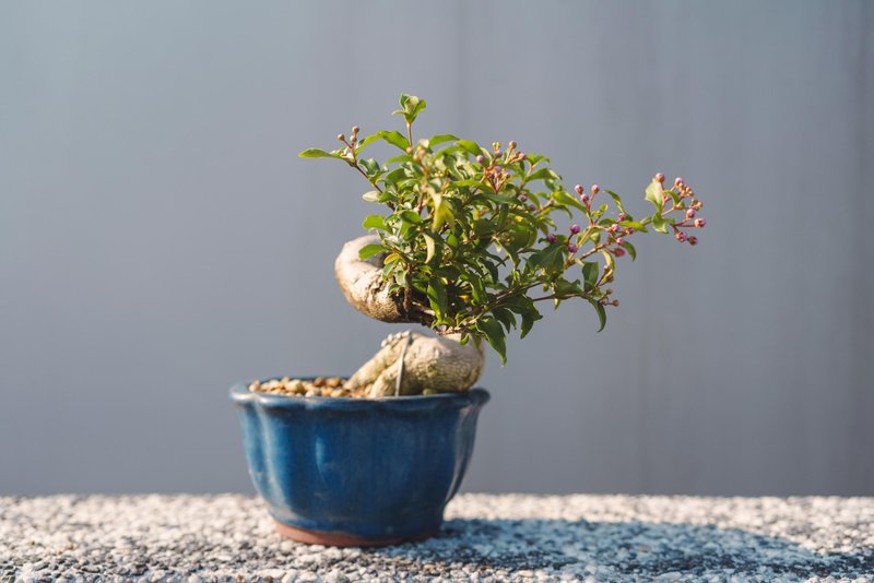 李氏櫻桃滿花苞 小品盆栽迷你盆栽 花果盆栽 開花植物 小盆栽 - 植栽/盆栽 - 植物．花 綠色