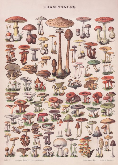 フランスの独立して印刷されたポスター1860年のアンティーク百科事典のポスター野生のキノコ - ショップ reborn-antique vintage  store ポスター・絵 - Pinkoi