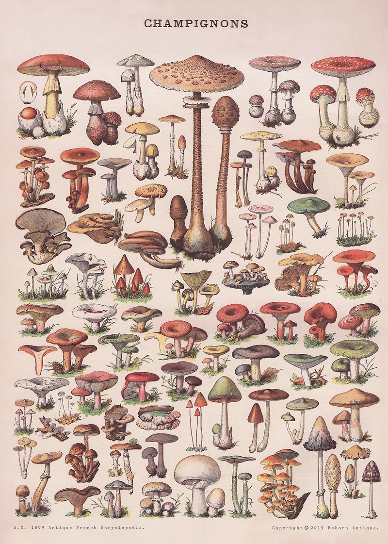 本館獨立印製海報 法國1860年古董百科圖鑑海報 野生蕈菇