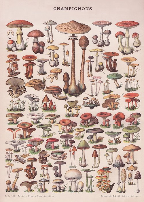 Reborn Antique 古董雜貨鋪 本館獨立印製海報 法國1860年古董百科圖鑑海報 野生蕈菇