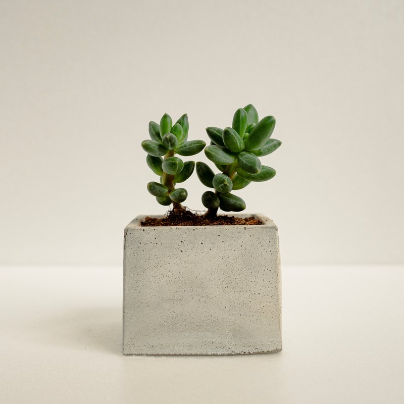 千代田之松│泥作系列│福所栽 - 植物/盆栽/盆景 - 水泥 綠色