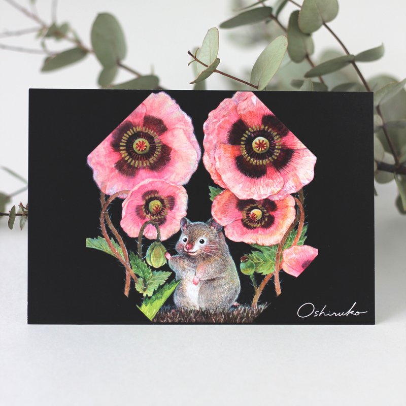 Set of 2 Postcards: Sable hamster and Papaver setigerum flower - การ์ด/โปสการ์ด - กระดาษ สีดำ