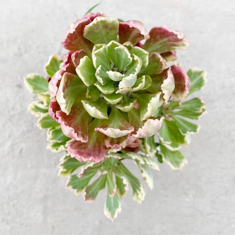 [Doudou Succulents] [Canglong Pavilion Brocade] Housewarming│Gifts│Promotion│Succulents - ตกแต่งต้นไม้ - พืช/ดอกไม้ 