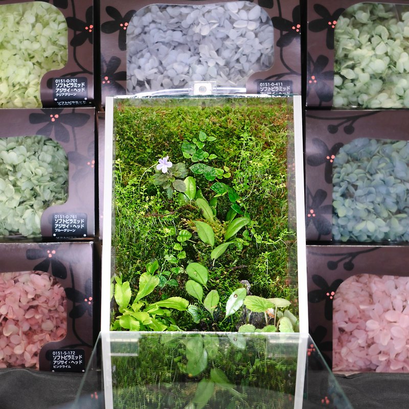 マイクロランドスケープ苔植壁 | 植物ランプを使ったオフィス装飾の推進式 - 観葉植物 - 寄せ植え・花 