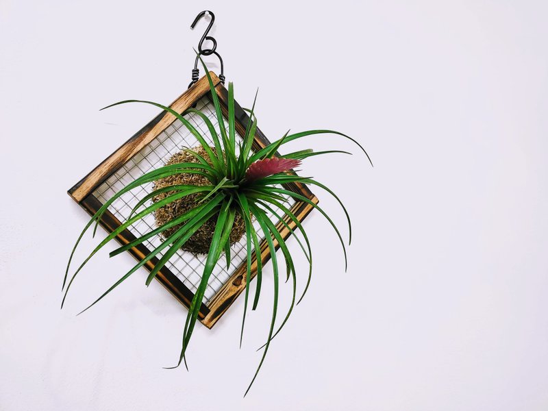 球拍鳳梨│紫花鳳梨板植│居家裝飾│室外植物 - 盆栽/植栽 - 植物．花 紅色