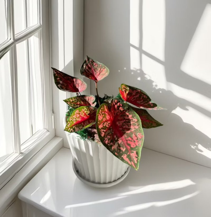 【彩葉芋】綠巨人 烤布蕾 白聖誕 白皇后 卡佛林沃頓室內外植物 - 植栽/盆栽 - 陶 