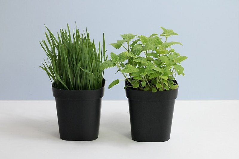ウィートグラス+キャットニップ|キャットキッズスペシャルコンビネーション - 観葉植物 - 寄せ植え・花 