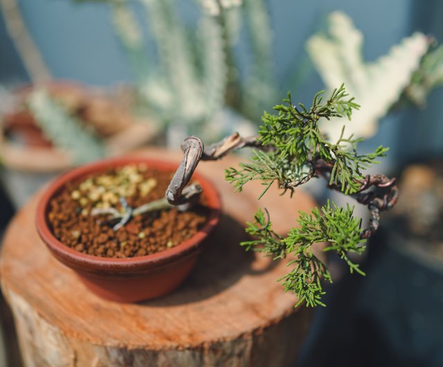 迷你糸魚川真柏盆栽風飄半懸崖樹日生｜盆栽/植栽人氣榜- Pinkoi