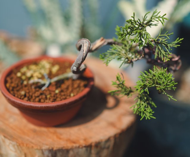 迷你糸魚川真柏盆栽風飄半懸崖樹日生｜盆栽/植栽人氣榜- Pinkoi