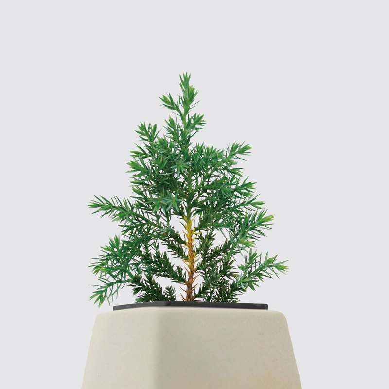 │ Square Pot Series │ Christmas Cypress-Exchange Gift Hydroponic Pot Ceramic Pot - Plants - Plants & Flowers 