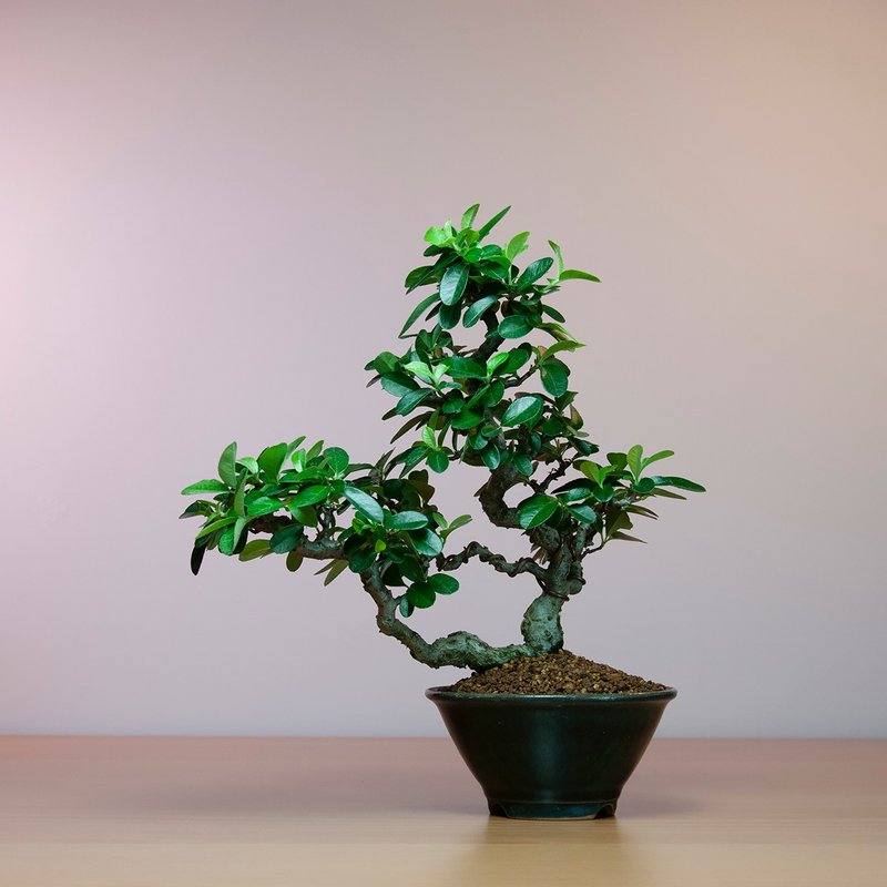 【日本植物】黃果狀元紅 花果盆栽 陽台綠化植物 - 盆栽/植栽 - 植物．花 