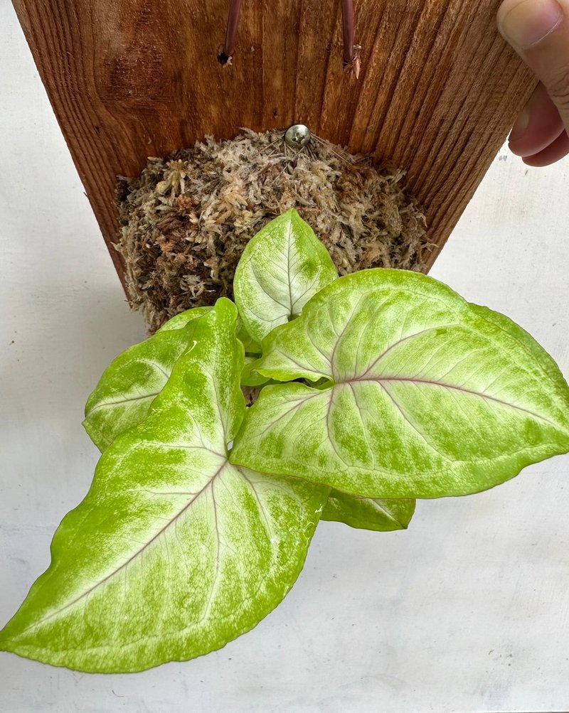 【白玉合果芋】植物上板 情人節禮物 生日禮物 觀葉植物 室內植物 - 盆栽/植栽 - 植物．花 