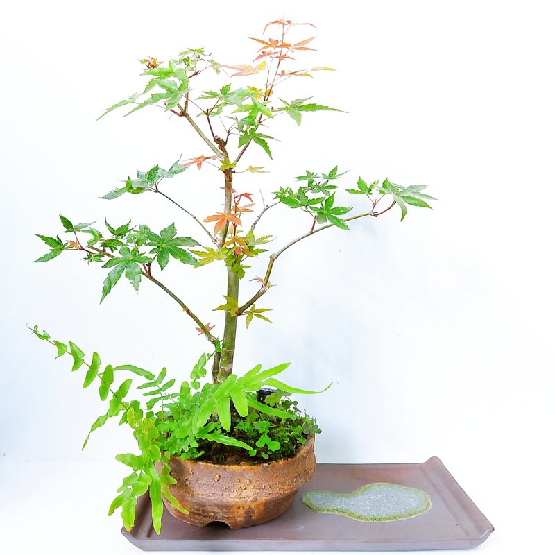 【秋冬季盆栽】日本山槭－直幹・出猩猩・デショウジョウ - 植栽/盆栽 - 植物．花 