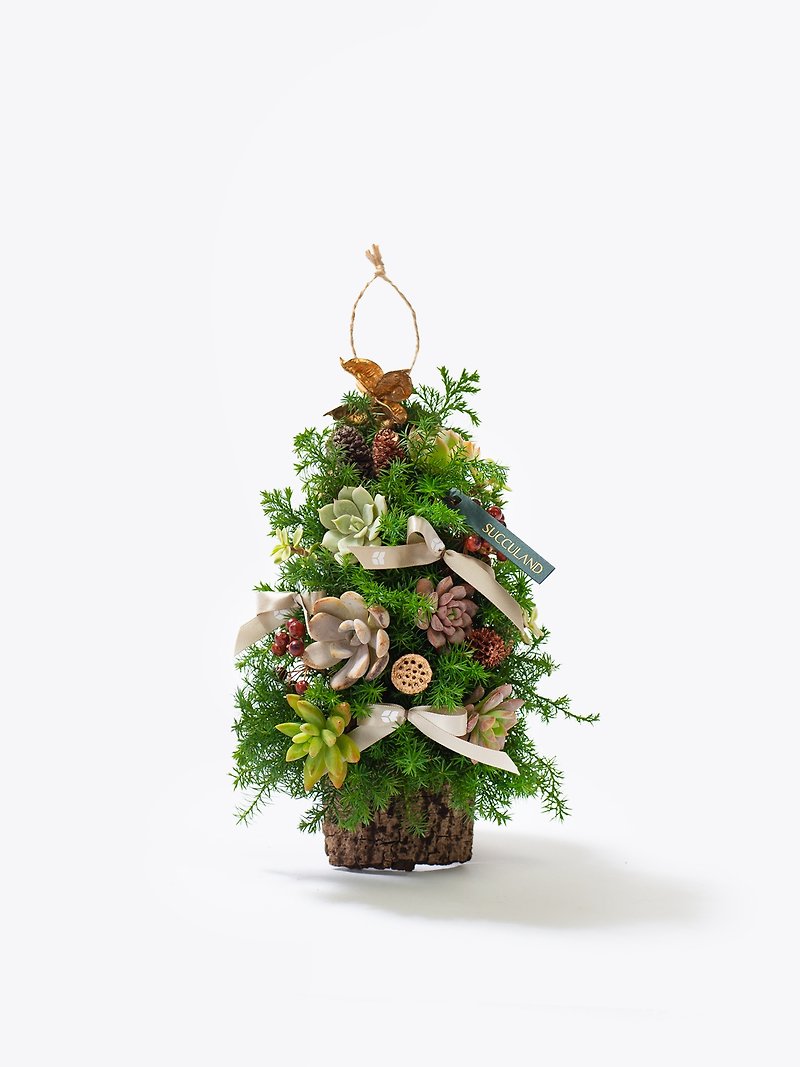 クリスマスプレゼント | 森の喜び - 観葉植物 - 寄せ植え・花 
