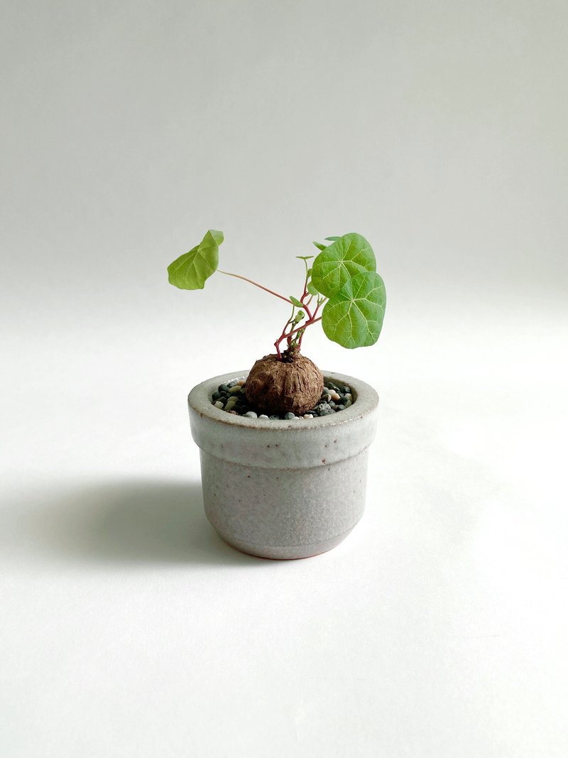 紅藤山烏龜與水管造型陶盆 - 盆栽/植栽 - 陶 灰色