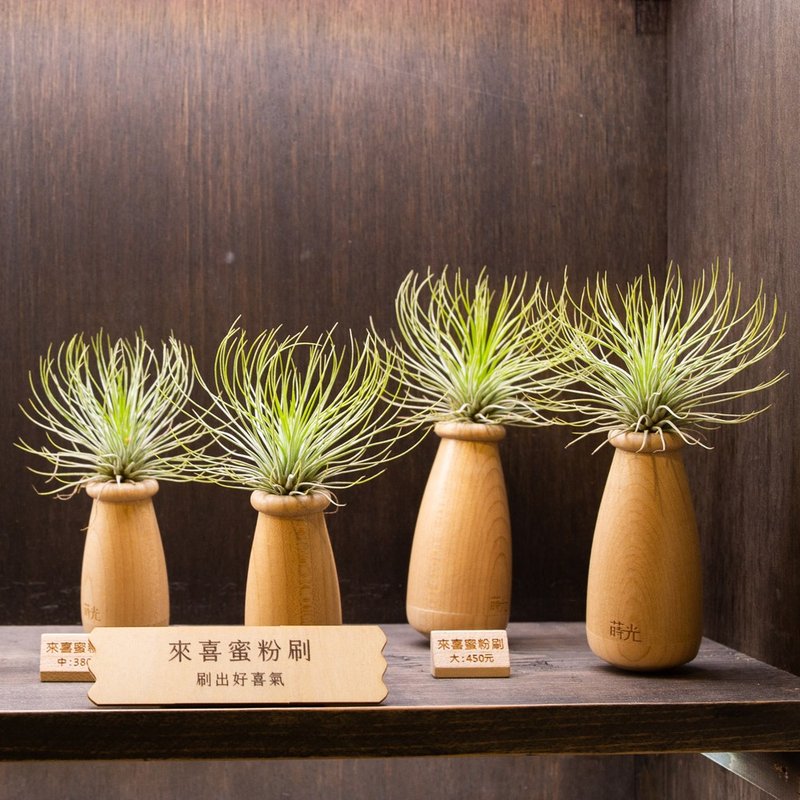 【來喜蜜粉刷】空氣鳳梨 紅寶石 植物 裝飾 | 蒔光 - 盆栽/植栽 - 植物．花 