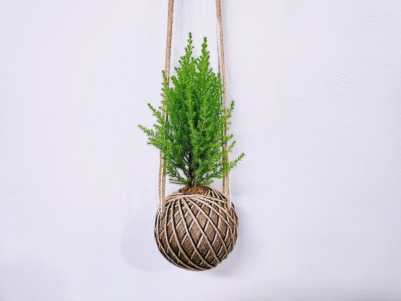 Cypress Moss Ball│Home Decoration│Light-loving Plants│ - ตกแต่งต้นไม้ - พืช/ดอกไม้ สีเขียว