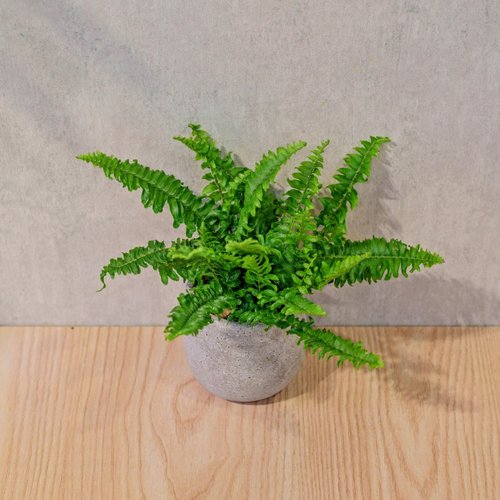 巧繪網植物館 波士頓蕨 桌上型水泥盆栽 觀葉植物 禮物 盆栽 交換禮物 植物
