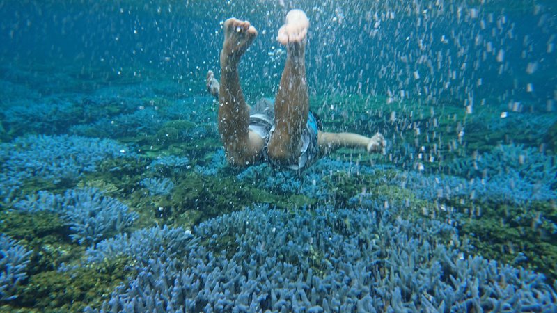 東吉島・夢幻薰衣草森林秘境保育生態之旅・3 天 2 夜 - 深度旅遊 - 其他材質 