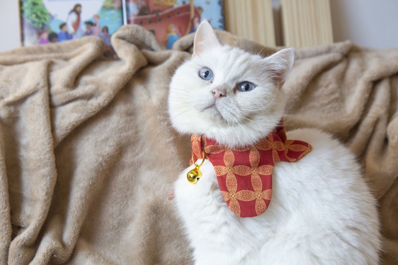 Pets Collar with Bowties with Orential Pattern in Red color - Collars & Leashes - Other Man-Made Fibers Red