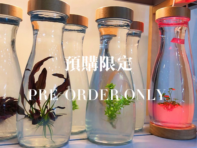 Small room bottled new large aquatic plant series industrial style No. 8 bottle plant eats jelly and grows up with warranty and easy to take care of - ตกแต่งต้นไม้ - แก้ว 