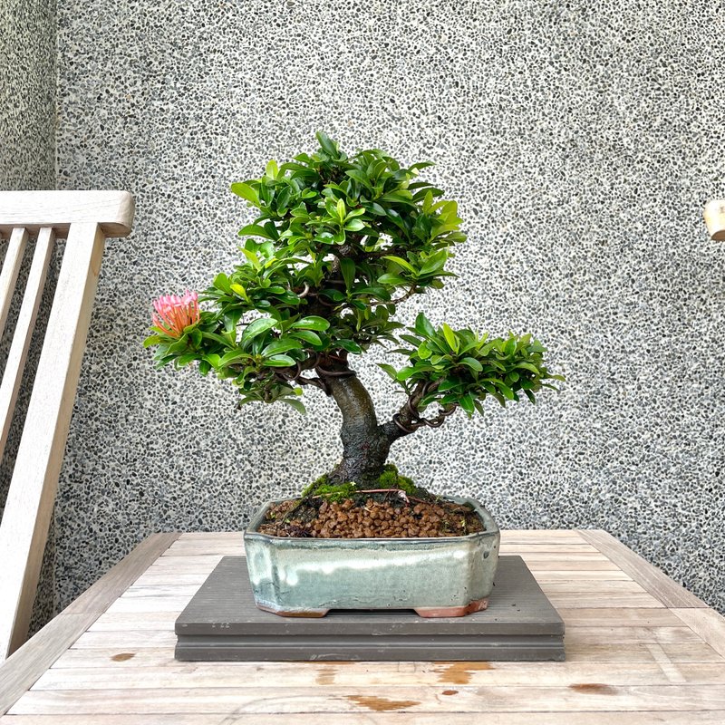 Xiaopin Bonsai-Pink elixir bonsai gift giving - ตกแต่งต้นไม้ - พืช/ดอกไม้ 