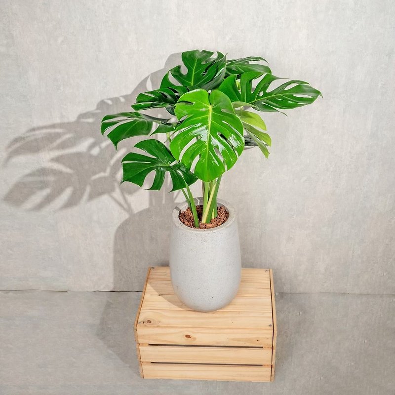 Turtle taro Cement potted telecom orchid floor-standing potted gray water Stone flowerpot opening gift - ตกแต่งต้นไม้ - พืช/ดอกไม้ 