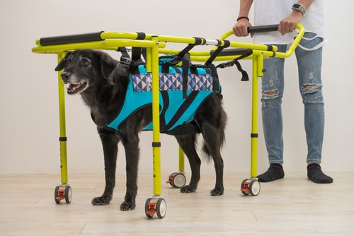 EZ-CARE Pet 寵物樂齡生活館 寵物助行器 高齡犬 老犬 行動不便 寵物輔具 協助行走 臺灣製造