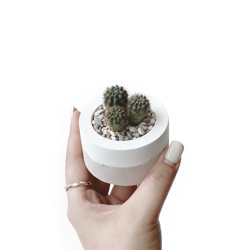 (In stock) Milk tea series | Red lion cactus small round two-color Cement cactus planting - Plants - Plants & Flowers Khaki