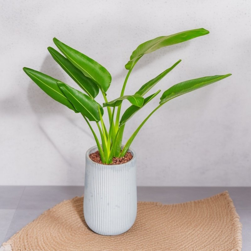 Traveler banana Cement potted plant large potted plant straight striped rock ash high pot floor-standing potted plant ceremony Nordic minimalist - ตกแต่งต้นไม้ - พืช/ดอกไม้ 