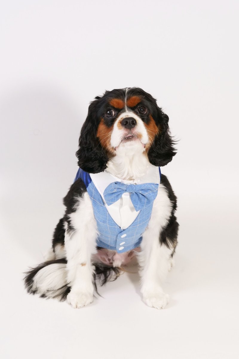 Blue Waistcoat Pet Clothing - ชุดสัตว์เลี้ยง - เส้นใยสังเคราะห์ 