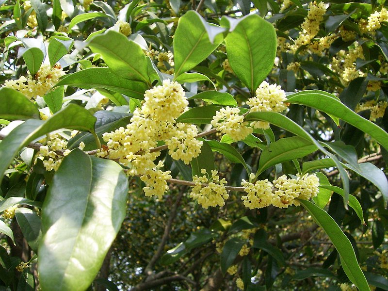 Osmanthus Fragrance Oil - Fragrances - Concentrate & Extracts Transparent