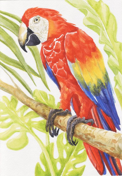 コンゴウインコオウム赤オウム水彩画アート絵画動物鳥オリジナルアートアートワーク - ショップ Nadinart ウォールデコ・壁紙 - Pinkoi