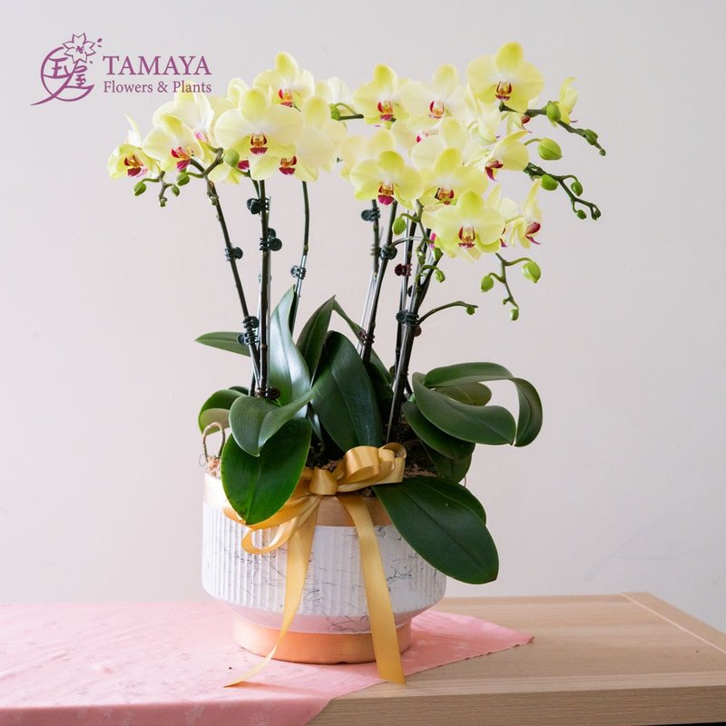 【母親節限定款】芥末蝴蝶蘭 | 5株 - 植栽/盆栽 - 植物．花 綠色
