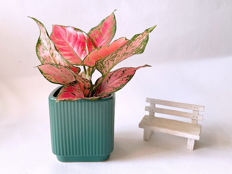 Desktop Potted Plant-Armani - Plants - Pottery 