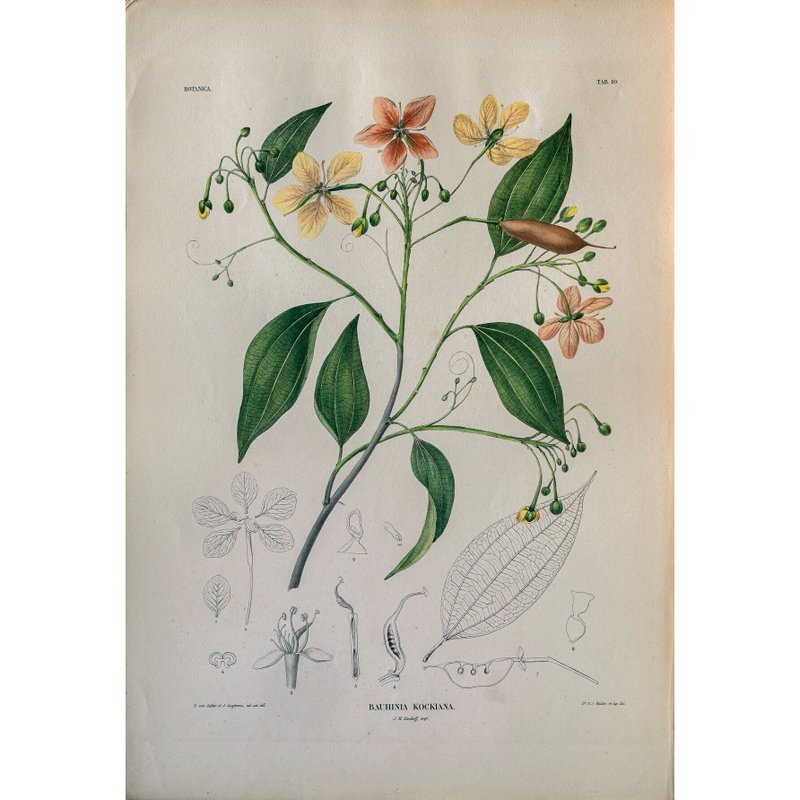素心花藤 Bauhinia Kockiana - 植物圖鑑-版畫 - 海報/掛畫/掛布 - 紙 