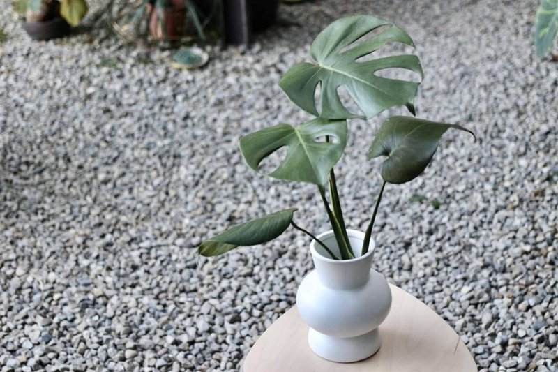 水培植栽│龜背芋_室內植物 辦公室盆栽  店內擺設 - 盆栽/植栽 - 陶 