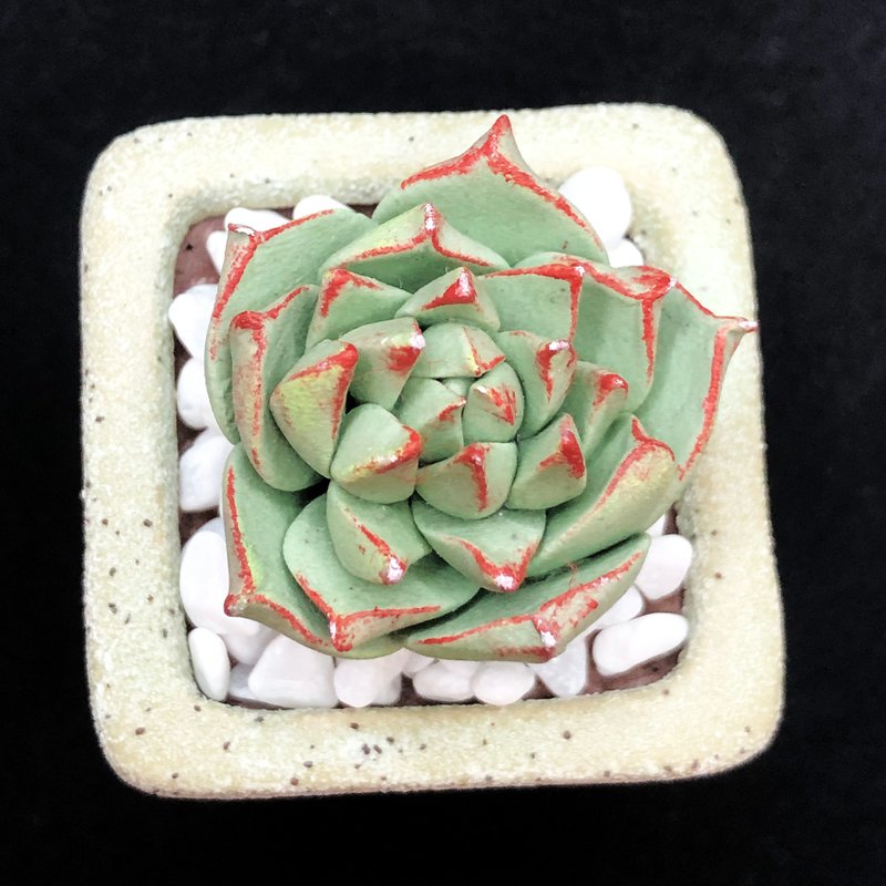 黏土多肉植物 — 花月夜Echeveria Purelinze - 盆栽/植栽 - 黏土 