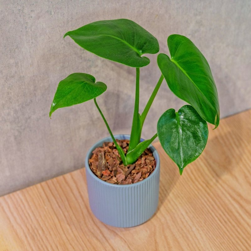 龜背芋 莫蘭迪色系直紋陶盆 室內植物 觀葉植物 禮物 盆栽 - 盆栽/植栽 - 植物．花 藍色