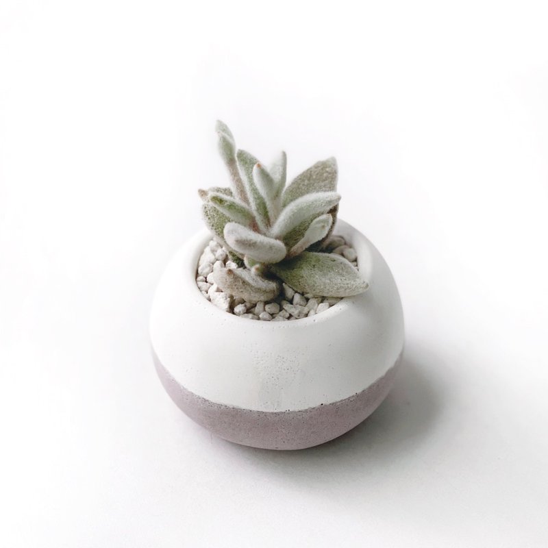 (Pre-order) Cement powder series | - Plants - Plants & Flowers Pink