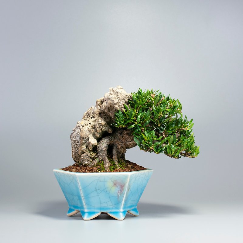 【附石盆景】綠意盆景 送禮推薦 精緻盆景 - 植物/盆栽/盆景 - 植物．花 