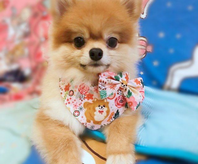 Pomeranian 2025 accessories shop