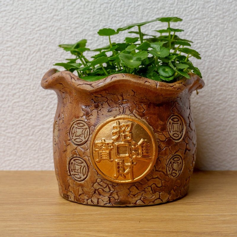 招財進寶錢幣草水耕盆栽 銅錢草 金錢草 - 盆栽/植栽 - 陶 咖啡色