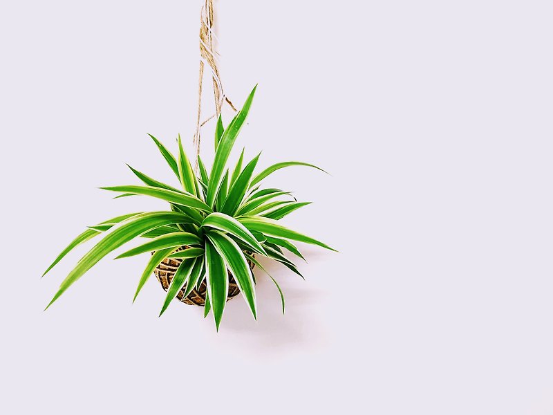 【吊蘭 - 苔球】 - 植物/盆栽/盆景 - 植物．花 綠色