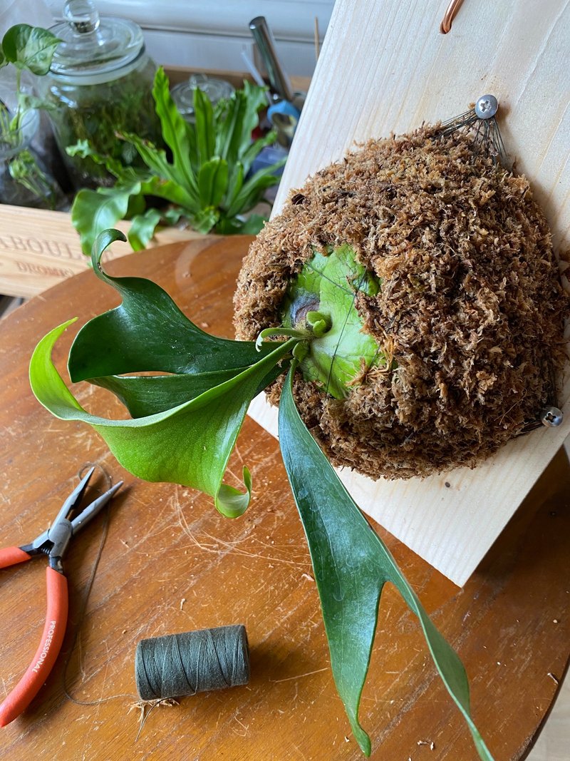 Corporate Group Courses | Staghorn Fern on Board - จัดดอกไม้/ต้นไม้ - พืช/ดอกไม้ 