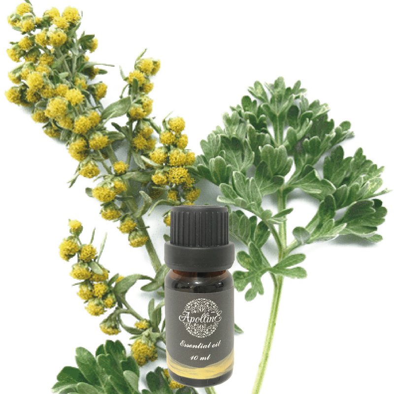 Wormwood Essential Oil WORMWOOD - น้ำหอม - น้ำมันหอม 