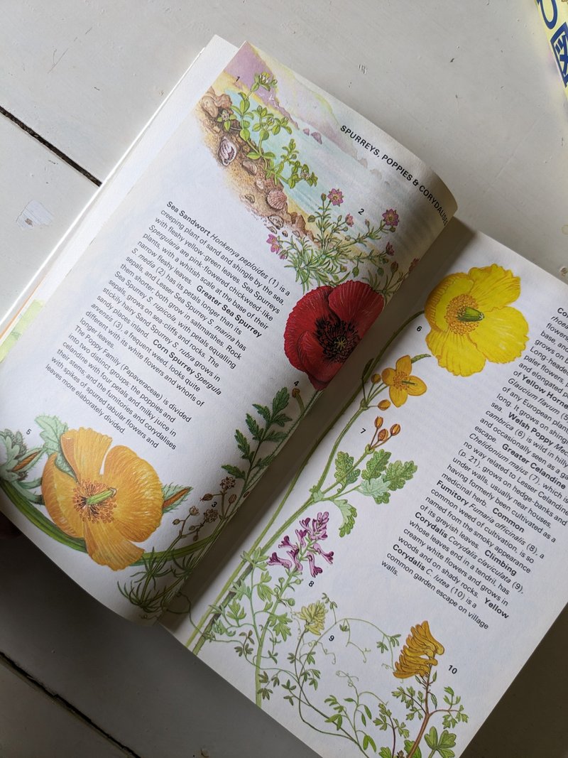 英國與北歐野花手冊/老書/古書/圖鑑/花藝 - 刊物/書籍 - 紙 黃色